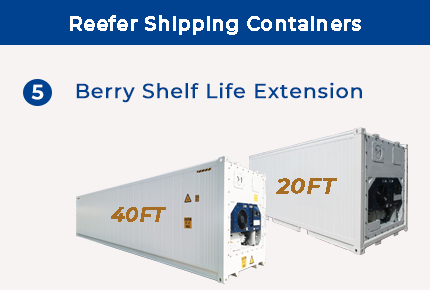 Reefer Shipping Containers（5） - Berry Shelf Life Extension